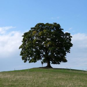 Votický javor, památný strom. Autor: Jitka Erbenová, CC BY-SA 4.0